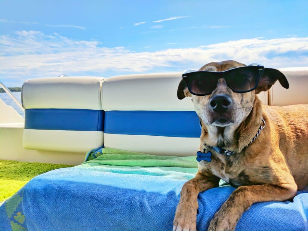 Cool Dog